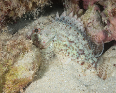 Sebastapistes ballieui