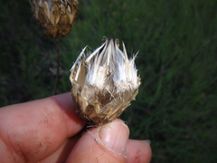 Centaurea orientalis