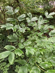 Paeonia × suffruticosa