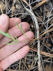 Polygonum sawatchense