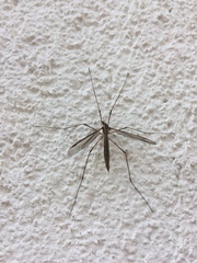 Tipula maxima