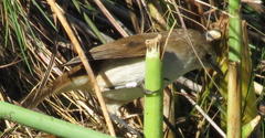 Acrocephalus gracilirostris gracilirostris