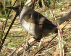 Acrocephalus gracilirostris gracilirostris