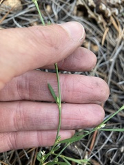 Polygonum sawatchense