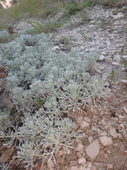 Artemisia alpina
