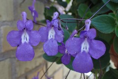 Streptocarpus saxorum