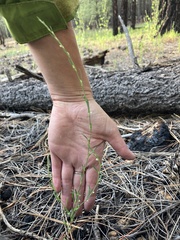 Polygonum sawatchense