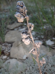 Artemisia alpina