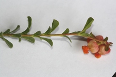 Hermannia ternifolia