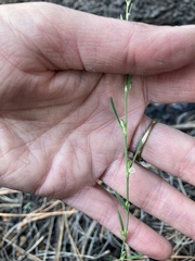 Polygonum sawatchense