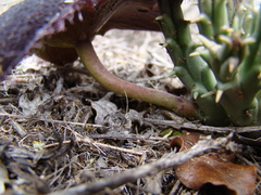 Tridentea gemmiflora