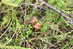 Hermannia ternifolia