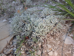 Artemisia alpina