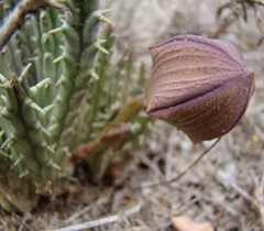 Tridentea gemmiflora