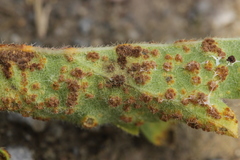 Puccinia malvacearum