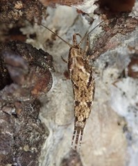 Pedetontus submutans