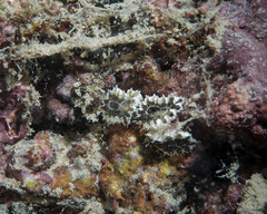 Botryllus