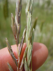 Elymus lanceolatus