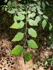Celtis laevigata
