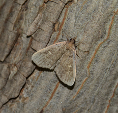 Idia diminuendis