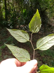 Celtis laevigata