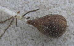 Oxalis pes-caprae pes-caprae