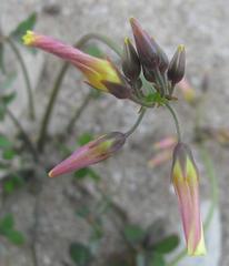 Oxalis pes-caprae pes-caprae