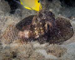 Dendrochirus barberi