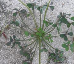 Oxalis pes-caprae pes-caprae