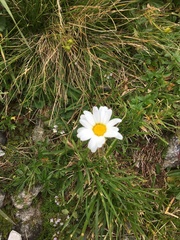 Leucanthemopsis