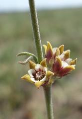 Aspidoglossum lamellatum