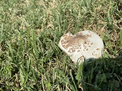 Chlorophyllum molybdites