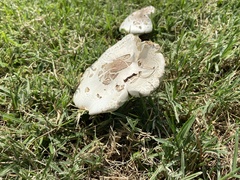 Chlorophyllum molybdites