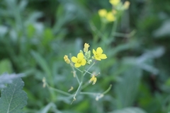 Diplotaxis tenuifolia