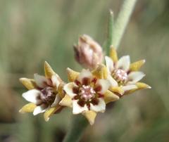 Aspidoglossum lamellatum
