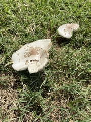 Chlorophyllum molybdites