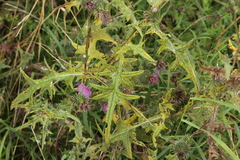 Puccinia cnici