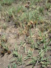 Aspidoglossum lamellatum