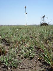 Aspidoglossum lamellatum