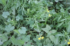 Diplotaxis tenuifolia