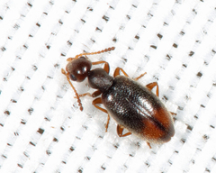 Sapintus lemniscatus