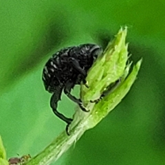 Chalcodermus aeneus