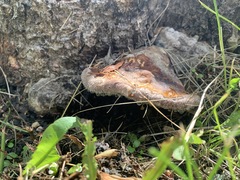 Truncospora ochroleuca