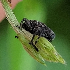 Chalcodermus aeneus