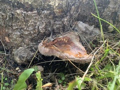 Truncospora ochroleuca