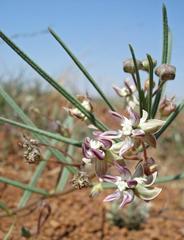 Asclepias stellifera