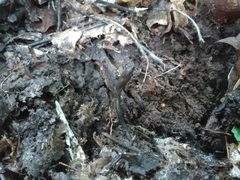 Geoglossum umbratile