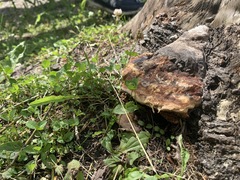 Truncospora ochroleuca