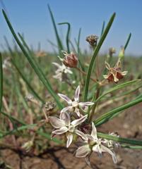 Asclepias stellifera