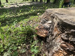 Truncospora ochroleuca